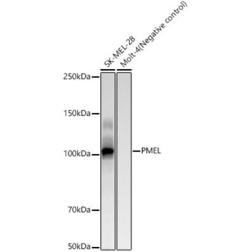 PMEL Rabbit mAb
