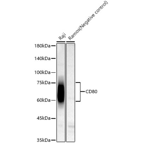 CD80 Rabbit mAb