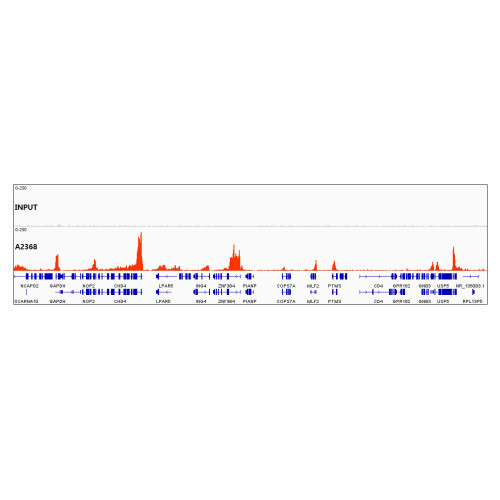 DiMethyl-Histone H3-K79 Rabbit pAb