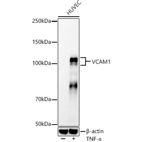 VCAM1 Rabbit mAb