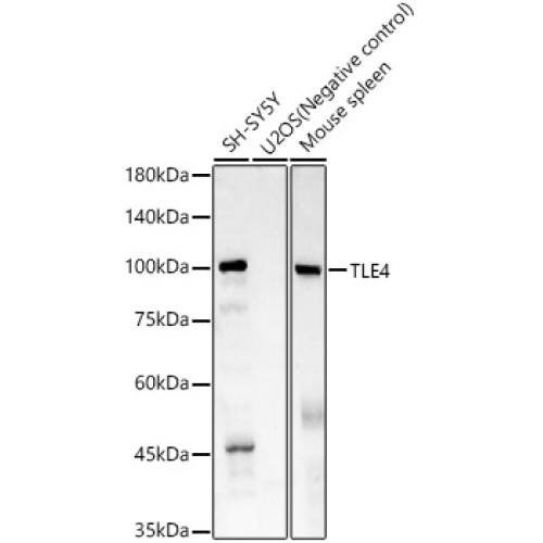 TLE4 Rabbit mAb
