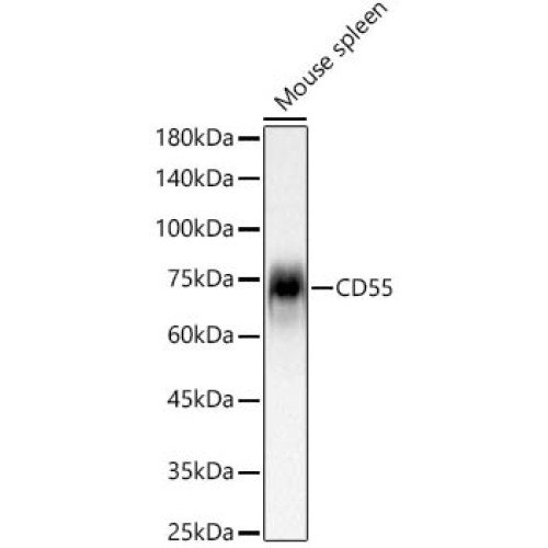 CD55 Rabbit mAb