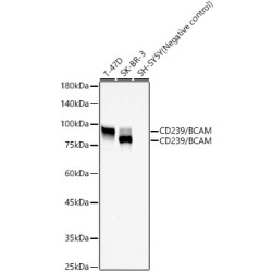 CD239/BCAM Rabbit mAb