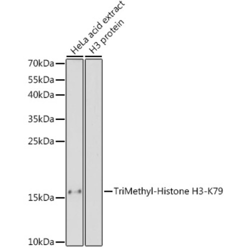TriMethyl-Histone H3-K79 Rabbit pAb
