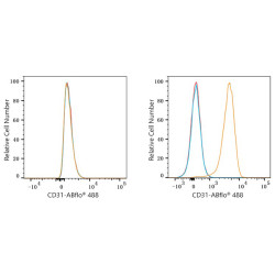 ABflo® 488 Rabbit anti-Mouse/Rat CD31/PECAM1 mAb