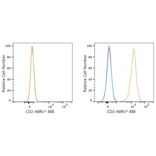 ABflo® 488 Rabbit anti-Mouse CD2 mAb