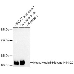 MonoMethyl-Histone H4-K20 Rabbit pAb