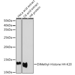 DiMethyl-Histone H4-K20 Rabbit pAb
