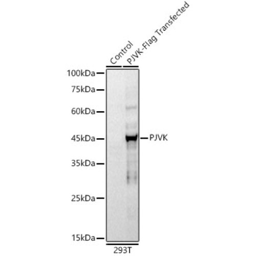 PJVK Rabbit mAb