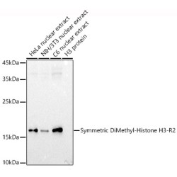 Symmetric DiMethyl-Histone H3-R2 Rabbit pAb
