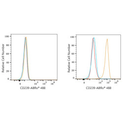 ABflo® 488 Rabbit anti-Human CD239/BCAM mAb
