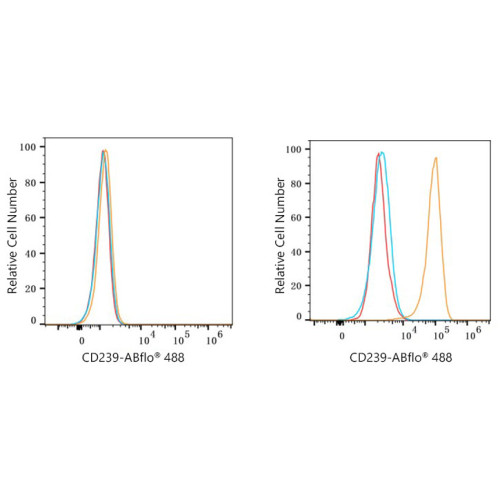 ABflo® 488 Rabbit anti-Human CD239/BCAM mAb