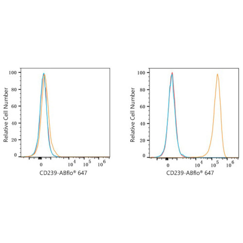 ABflo® 647 Rabbit anti-Human CD239/BCAM mAb