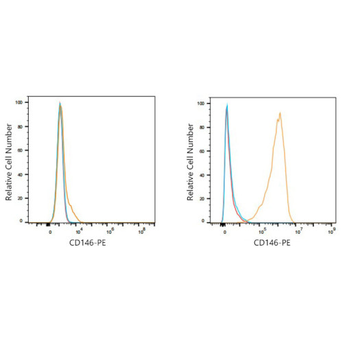 PE Rabbit anti-Human CD146 mAb