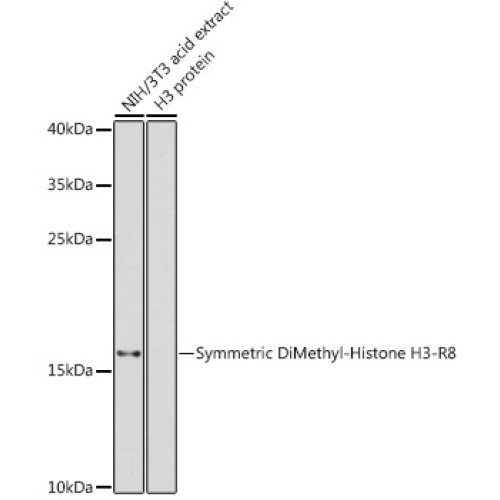 Symmetric DiMethyl-Histone H3-R8 Rabbit pAb