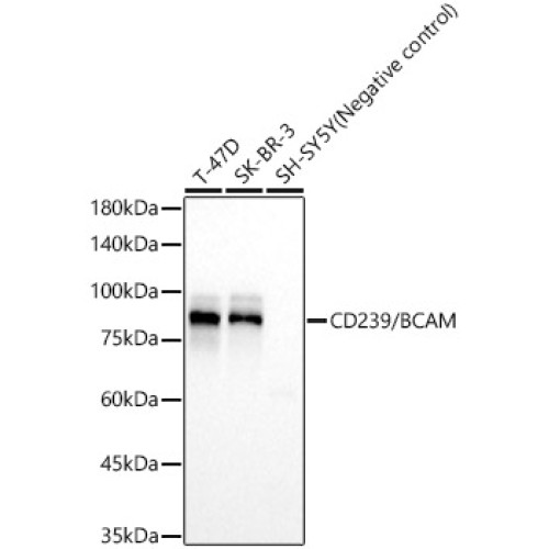 CD239/BCAM Rabbit mAb