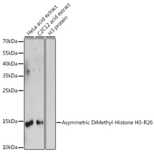 Asymmetric DiMethyl-Histone H3-R26 Rabbit pAb
