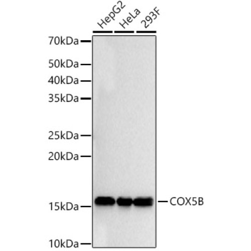 COX5B Rabbit mAb