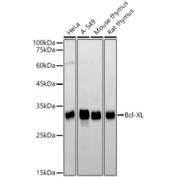 Bcl-XL Rabbit mAb