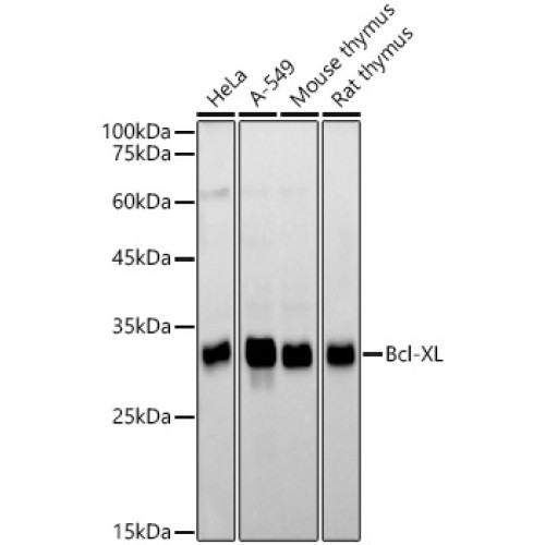 Bcl-XL Rabbit mAb