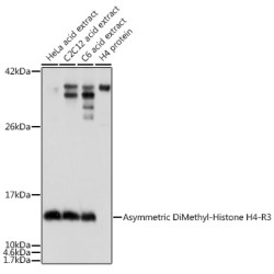 Asymmetric DiMethyl-Histone H4-R3 Rabbit pAb