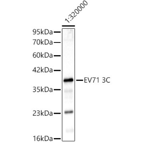 EV71 3C Rabbit mAb