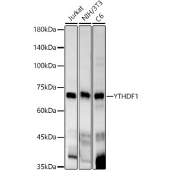 YTHDF1 Rabbit mAb