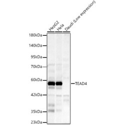 TEAD4 Rabbit mAb