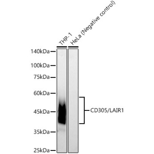CD305/LAIR1 Rabbit mAb