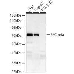 PKC zeta Rabbit mAb
