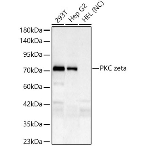 PKC zeta Rabbit mAb