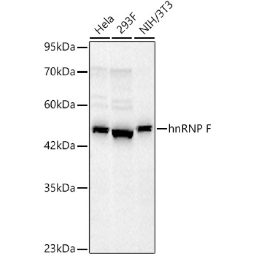 hnRNP F Rabbit mAb