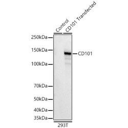 CD101 Rabbit mAb