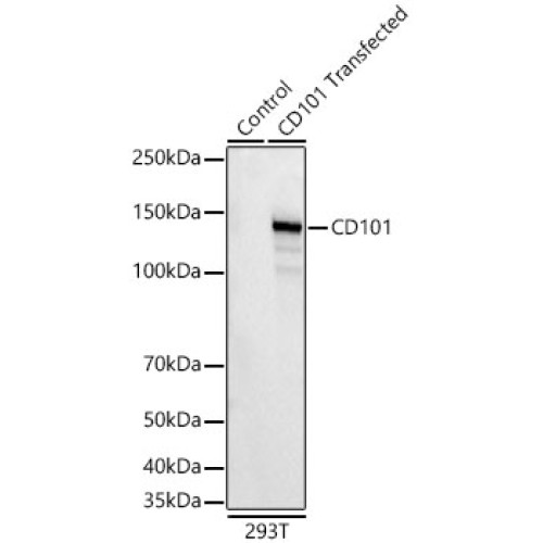 CD101 Rabbit mAb