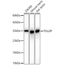 [KD Validated] TOLLIP Rabbit mAb