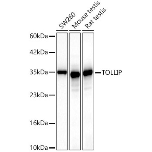 [KD Validated] TOLLIP Rabbit mAb