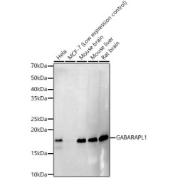 GABARAPL1 Rabbit mAb