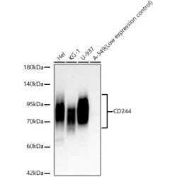 CD244 Rabbit mAb