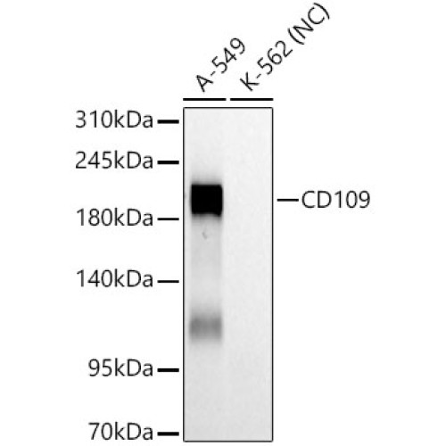 CD109 Rabbit mAb
