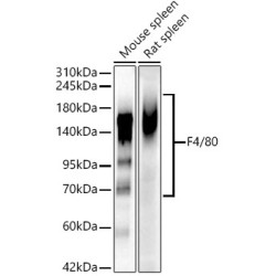 F4/80 Rabbit mAb