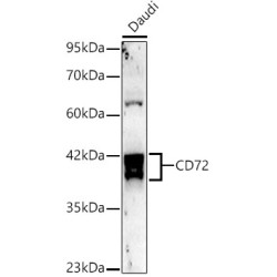 CD72 Rabbit mAb