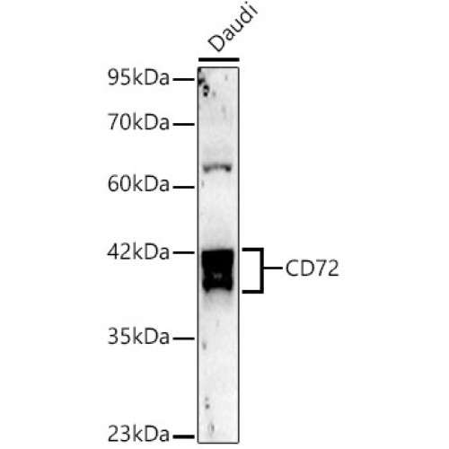 CD72 Rabbit mAb