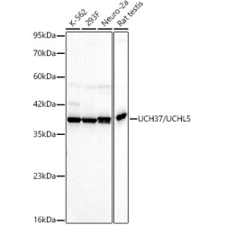 UCH37/UCHL5 Rabbit mAb