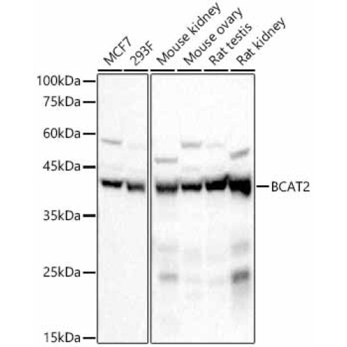 BCAT2 Rabbit mAb