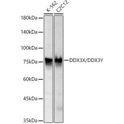 DDX3X/DDX3Y Rabbit mAb