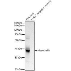 Mesothelin Rabbit mAb