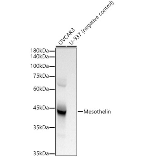 Mesothelin Rabbit mAb