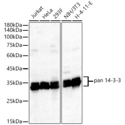 pan 14-3-3 Rabbit mAb