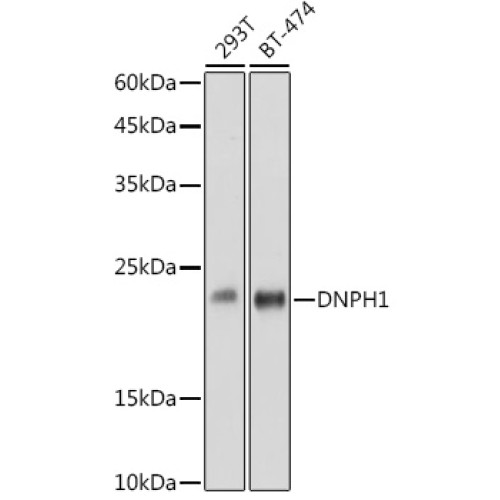 DNPH1 Rabbit mAb