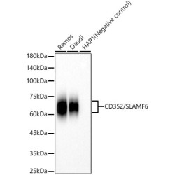 CD352/SLAMF6 Rabbit mAb